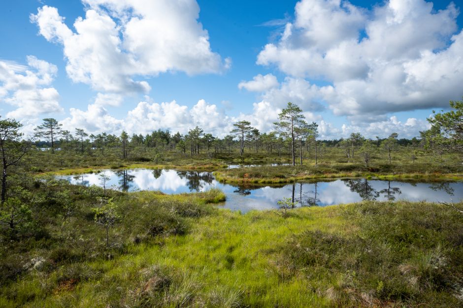 Peaceful Estonian bog scene with lush greenery and water reflections under a bright blue sky.