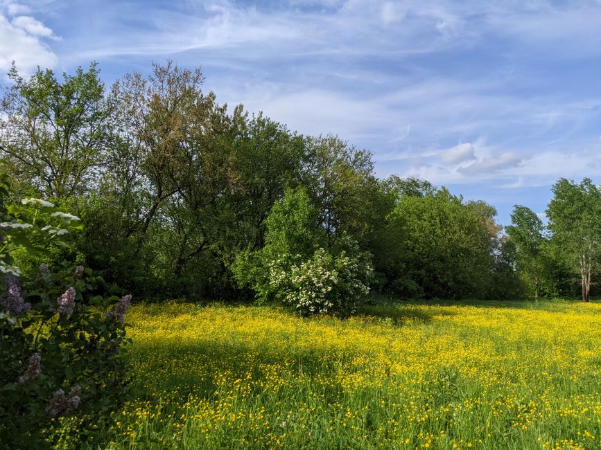 A vibrant meadow filled with yellow wildflowers and lush green trees under a blue sky in spring.
